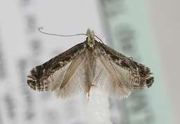 Image of Blackthorn Slender