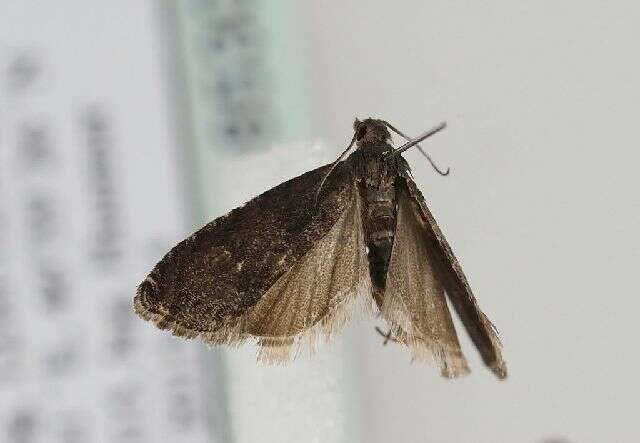 Image of Moth