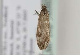 Eudonia petrophila Standfuss 1848的圖片