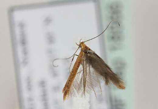 Image of Caloptilia rufipennella (Hübner 1796)