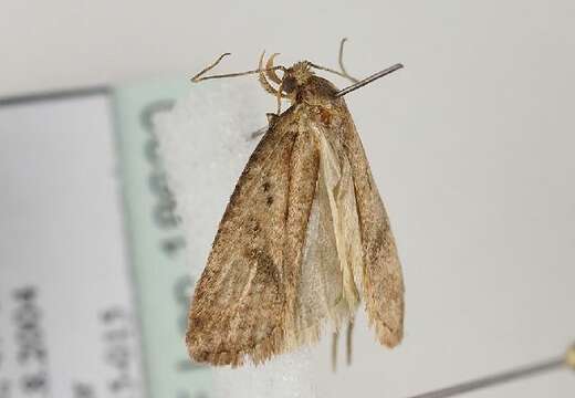 Image de Agonopterix astrantiae Heinemann 1870