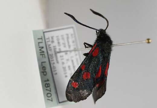 Image of Zygaena lonicerae Scheven 1777