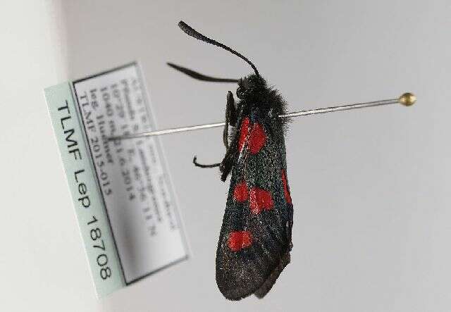 Image of Zygaena lonicerae Scheven 1777