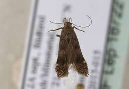 Image of Anacampsis obscurella