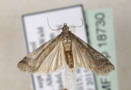 Acrobasis bithynella Zeller 1848 resmi