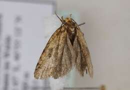 صورة Agonopterix doronicella Wocke 1850