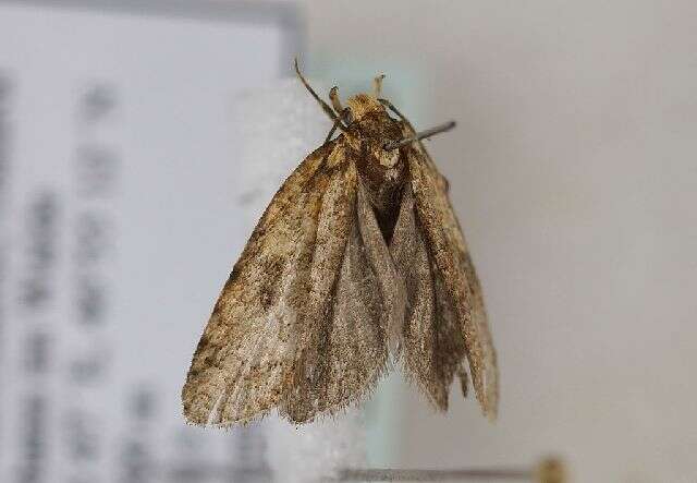 صورة Agonopterix doronicella Wocke 1850