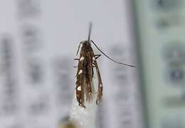 Image of Locust Digitate Leafminer