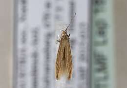 Coleophora taeniipennella Herrich-Schäffer 1855的圖片