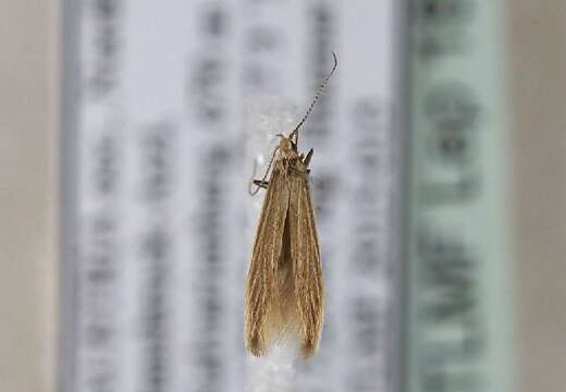 Image de Coleophora taeniipennella Herrich-Schäffer 1855