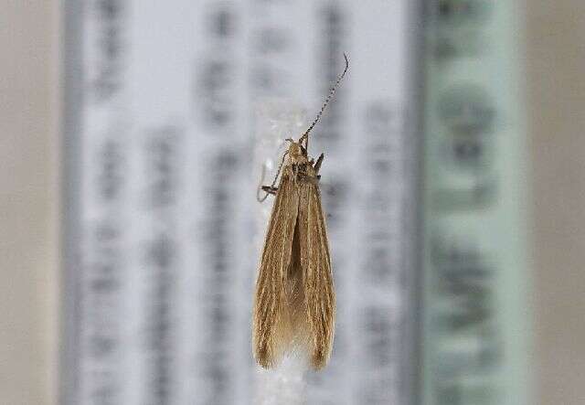 Coleophora taeniipennella Herrich-Schäffer 1855的圖片