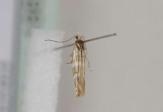 Imagem de Argyresthia trifasciata Staudinger 1871