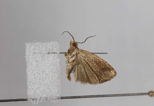 Image of Tortricid moth