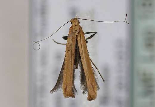 Image of Caloptilia roscipennella (Hübner 1796)