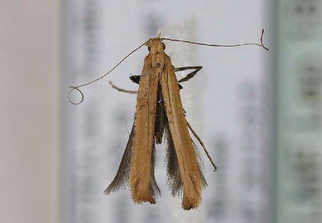 Image of walnut leaf miner