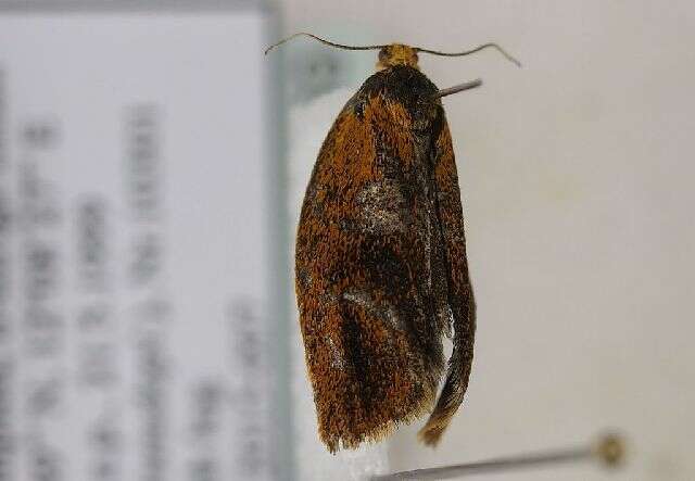 Image of leches twist moth