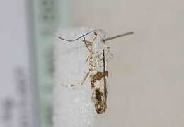 Image of Argyresthia curvella Linnaeus 1761