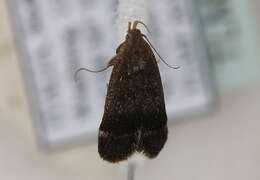 Image of Anacampsis obscurella