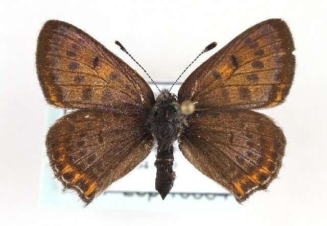 صورة <i>Lycaena helle</i>