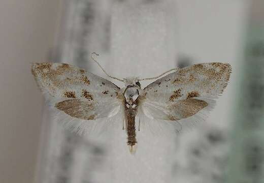 Image of Niphonympha