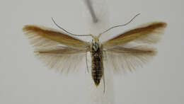 Imagem de Coleophora saturatella Stainton 1850