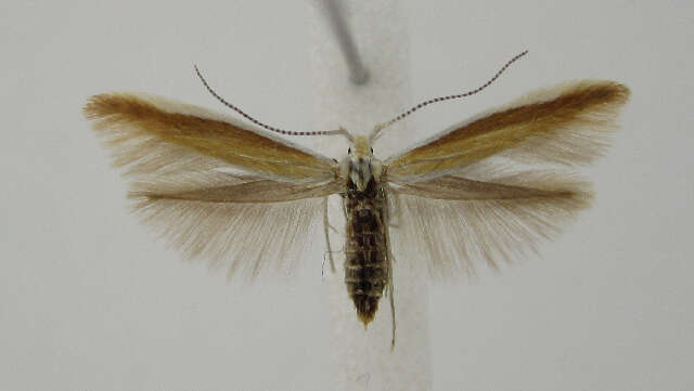 Coleophora saturatella Stainton 1850的圖片