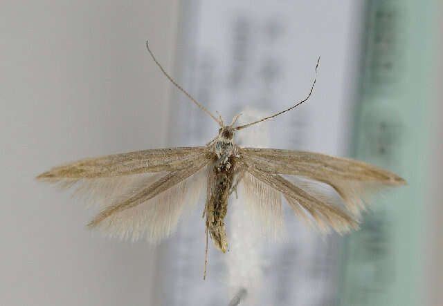 Image of Coleophora meridionella Rebel 1912