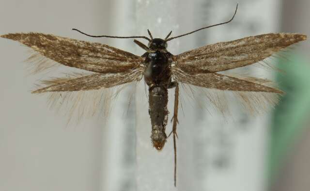 Image of Scythris felixi