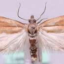 Image of Eucosma catoptrana Rebel 1903