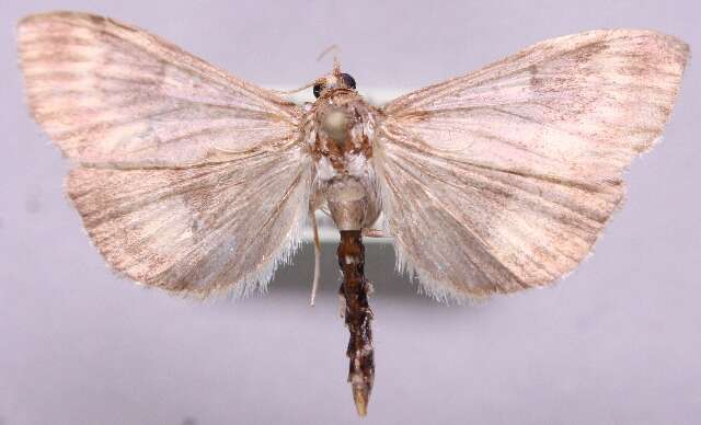 Image of Ostrinia scapulalis Walker 1859