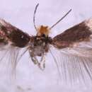 Image of Stigmella centifoliella (Zeller 1848) Beirne 1945