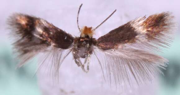 Image of Stigmella