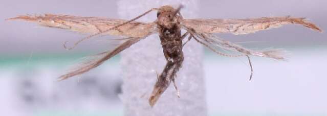 Phyllonorycter messaniella (Zeller 1846)的圖片