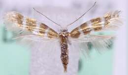 Imagem de Argyresthia trifasciata Staudinger 1871