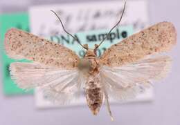 Image of Agonopterix atomella Hübner 1801