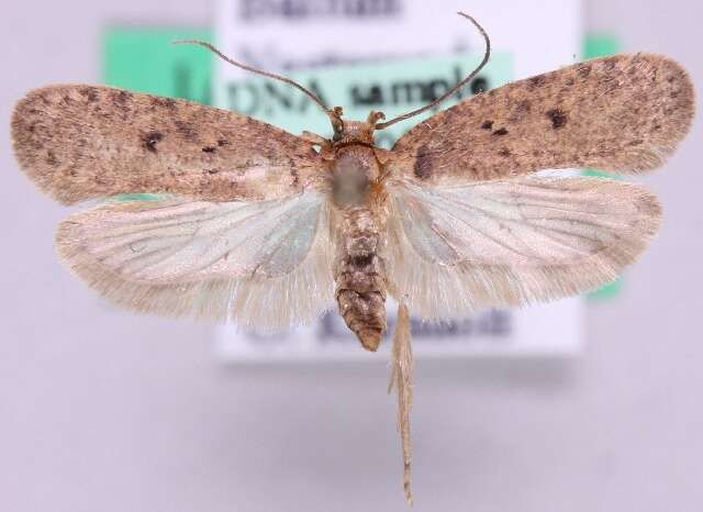 Image of Agonopterix curvipunctosa Haworth 1811