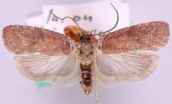 Image of Agonopterix cnicella Treitschke 1832