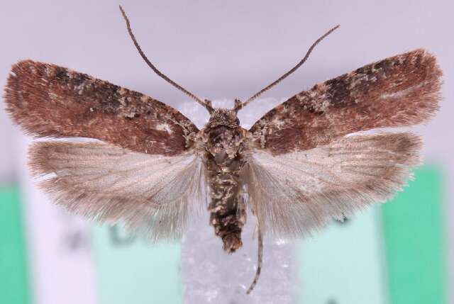 Image of Agonopterix purpurea Haworth 1812