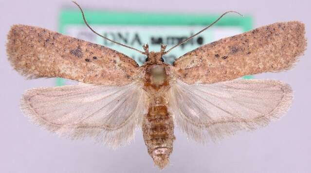 Image of Agonopterix subpropinquella Stainton 1849