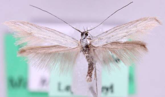 Image of <i>Coleophora pennella</i>