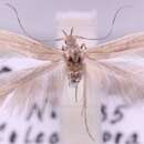 Image of Coleophora asteris Muhlig 1864