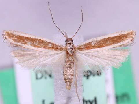 Image of Juniper webworm