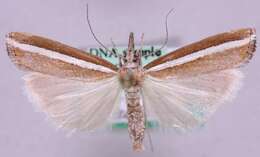 صورة <i>Agriphila latistria</i>