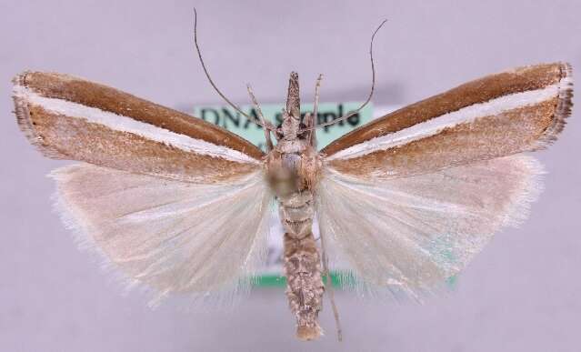 صورة <i>Agriphila latistria</i>