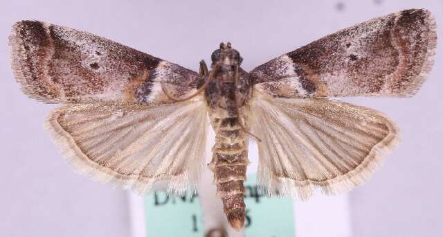 Acrobasis sodalella Zeller 1848 resmi