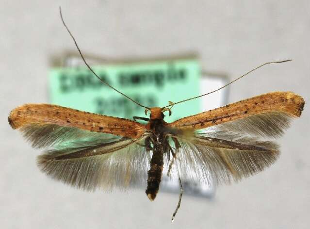 Image of walnut leaf miner