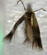 Image of pigmy sorrel moth