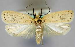 صورة Agonopterix bipunctosa Curtis 1850