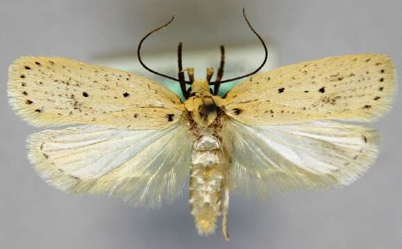 صورة Agonopterix bipunctosa Curtis 1850