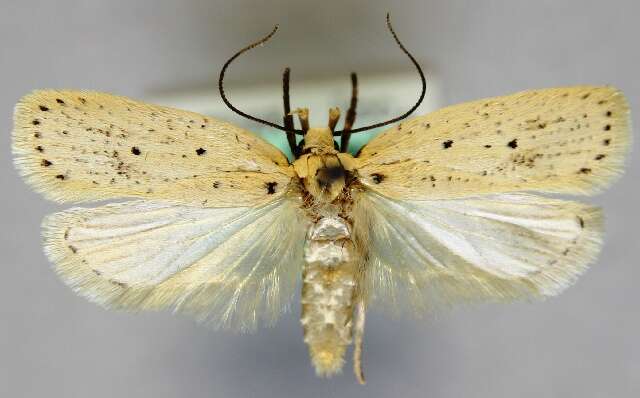 صورة Agonopterix bipunctosa Curtis 1850